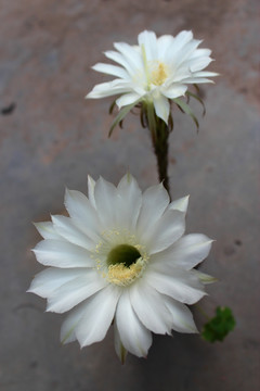 昙花