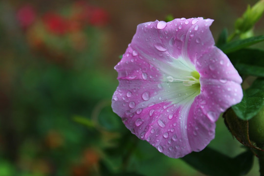 牵牛花