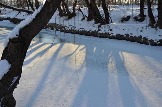 冬天的树影