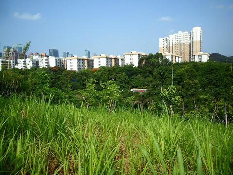 深圳建筑群