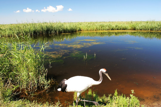 扎龙自然保护区 湿地
