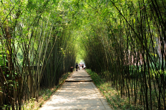 乐山大佛景区竹林