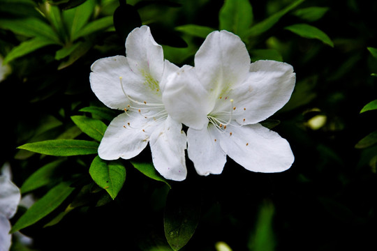 杜鹃花