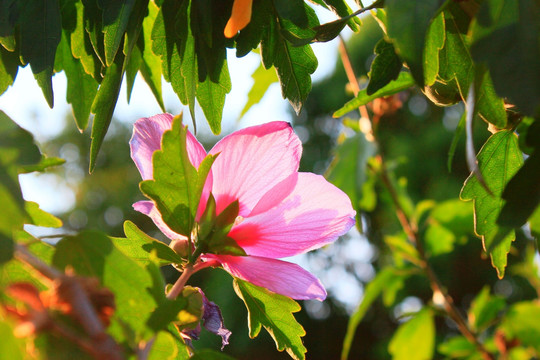 木槿花