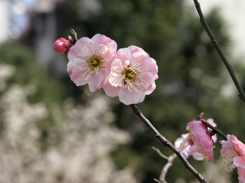 梅花笑春风