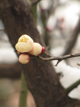 雪梅花