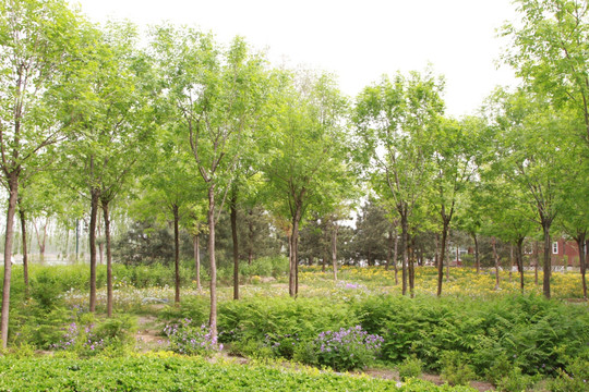 北京通州 森林公园