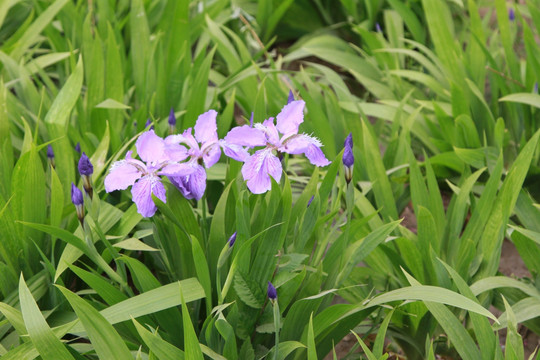 马兰花