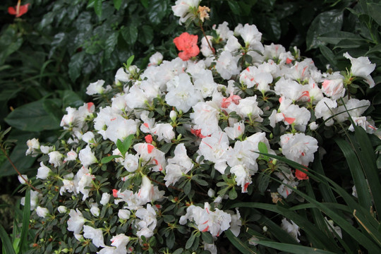 杜鹃花