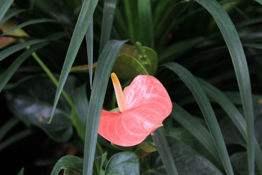 火鹤花