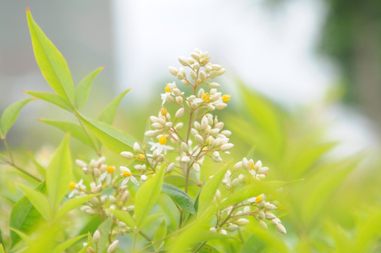 小清新的花池