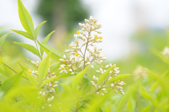 小清新的花儿