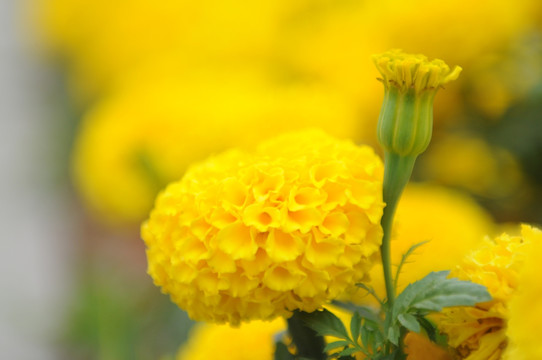 黄色的小菊花