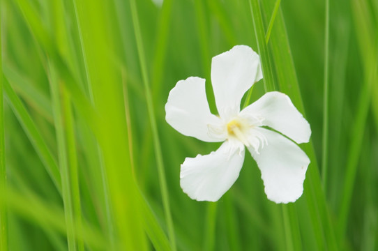 绿色草丛中的白色花朵