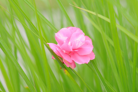 草丛中的红花