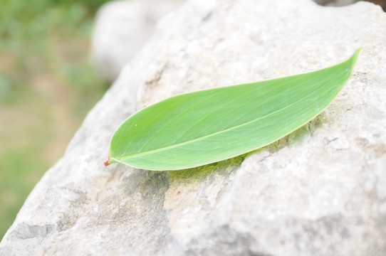 岩石上的叶子