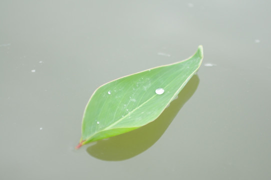 漂在河面上的叶子