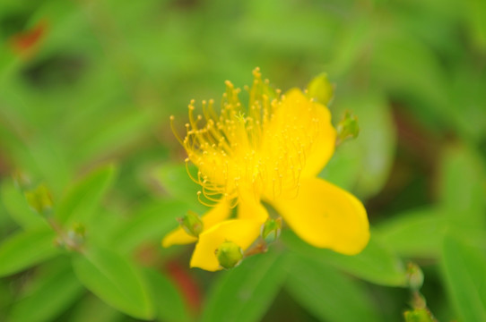 小黄花