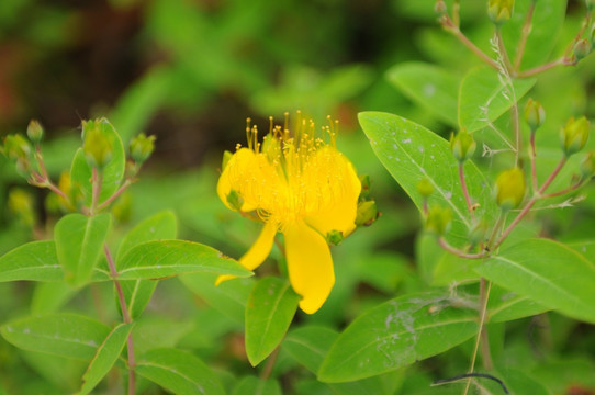 小黄花