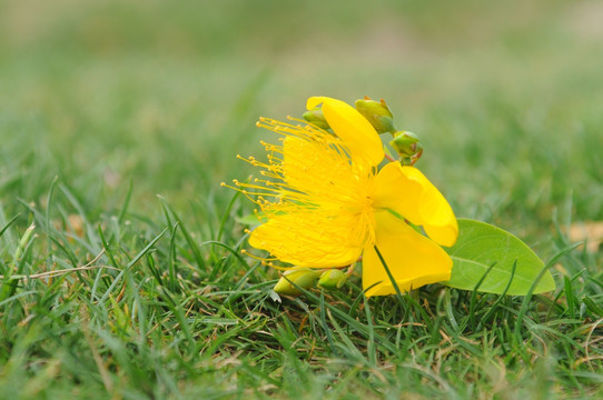 黄色花蕊
