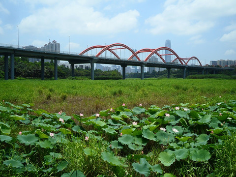 深圳芙蓉桥