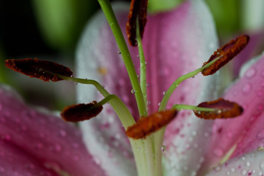 百合花蕊