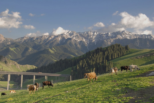 高山牧场