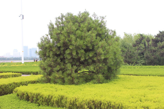园林景观