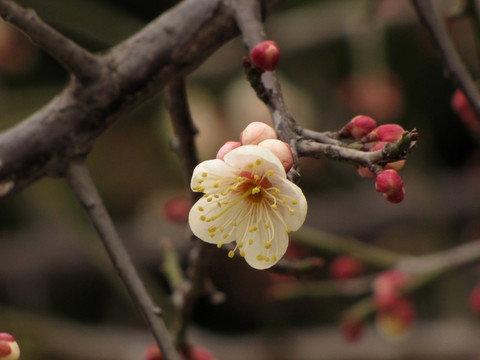 白梅花