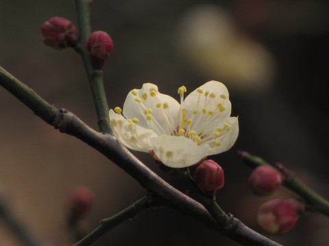 梅花 暗香浮动