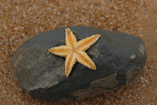 海星