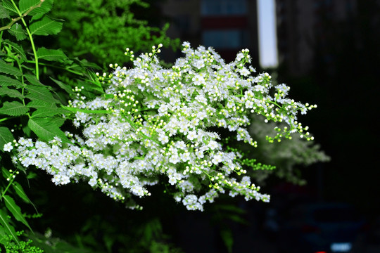 清新小白花