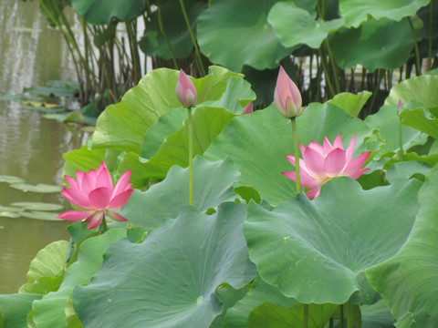 荷花