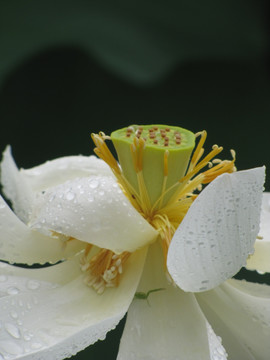 荷花雨露