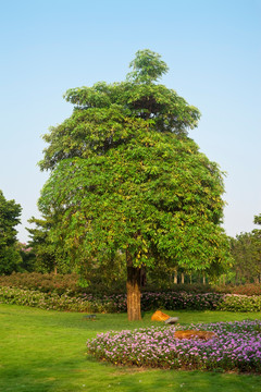 盆架子树