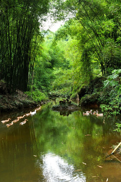 平乐古镇芦沟竹海