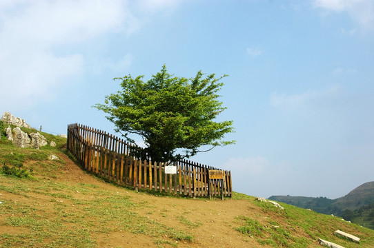 百里荒山楂树文化园