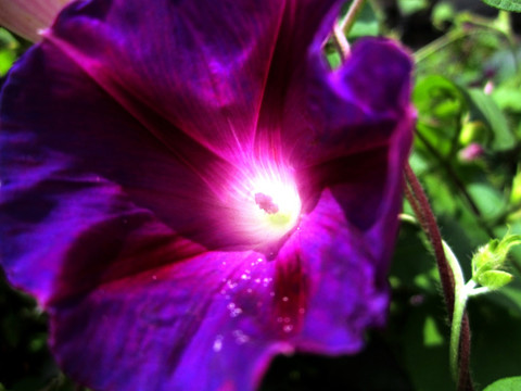 牵牛花