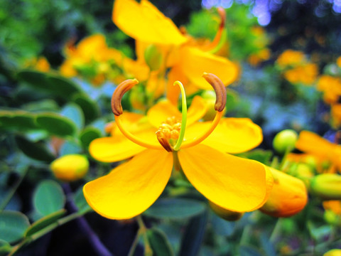 双荚决明花