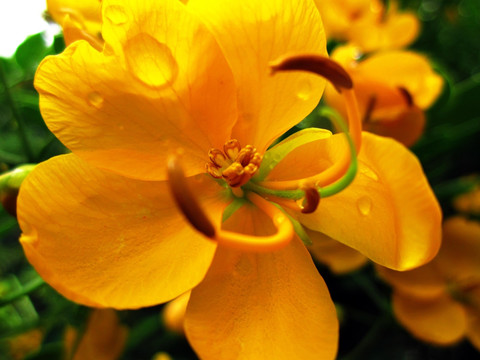 双荚决明花