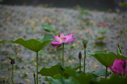 荷花