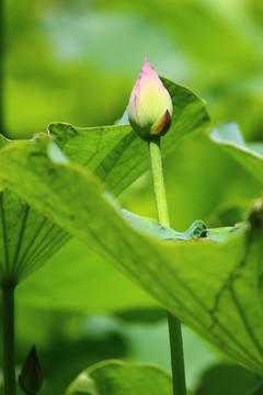 荷花