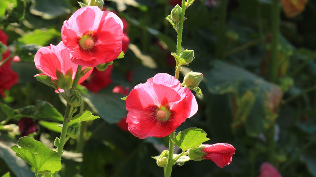 蜀葵花