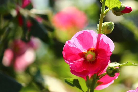 蜀葵花