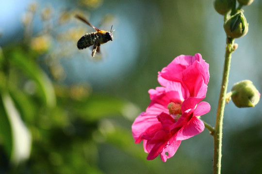 蜜蜂
