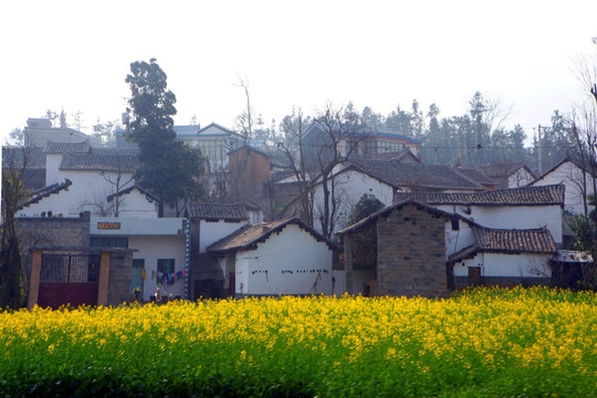 油菜花