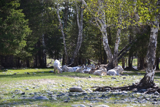 白桦林中的羊群