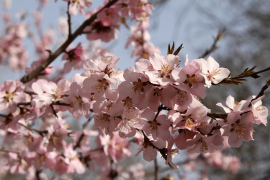 桃花