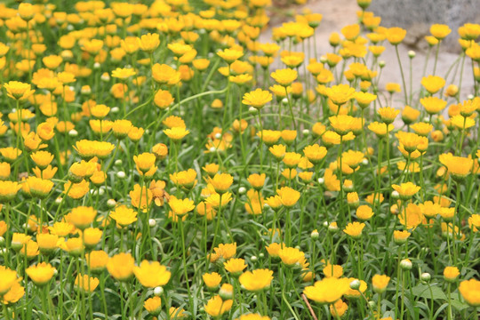 小菊花