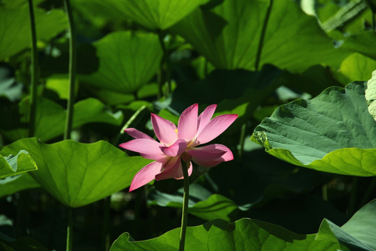 荷花 莲花